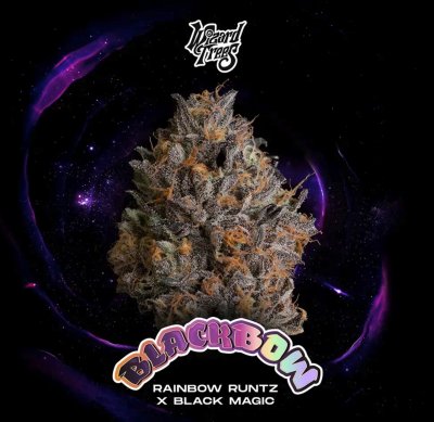 Wizard Trees Black Bow Fem 3St.