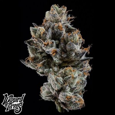 Wizard Trees Cali Tings Fem 3St.