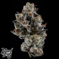 Wizard Trees Cali Tings Fem 3St.