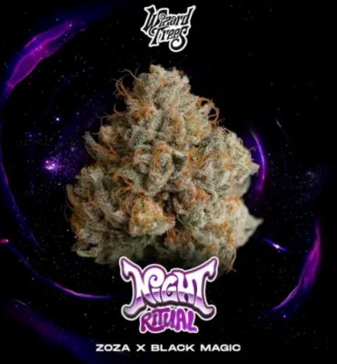 Wizard Trees Night Ritual Fem 3 St.