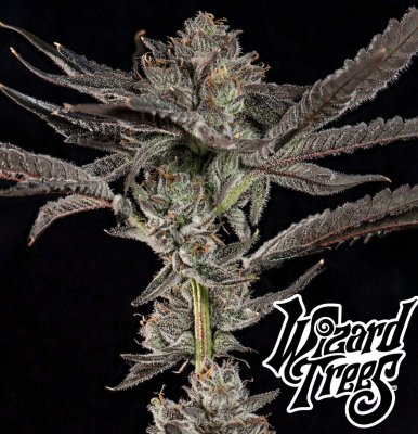 Wizard Tree Propa Candy Fem 3St.