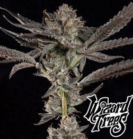 Wizard Tree Propa Candy Fem 3St.