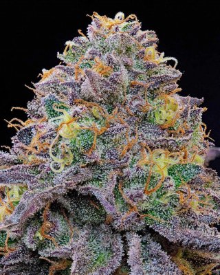 Grounded Genetics Blue Gelonade Fem 7St.