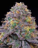 Grounded Genetics Blue Gelonade Fem 7St.