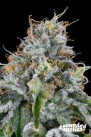 Grounded Genetics Easy Money Fem 7St.